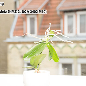 10   Spotmessung   Blitz  TTL (Metz 54MZ 3, SCA 3402 M10)