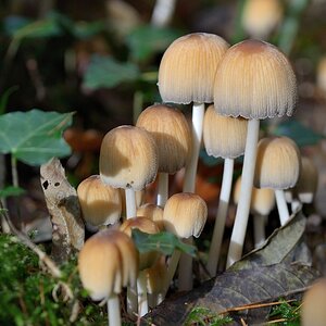 Pilze Eschenberg 2013