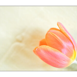 Tulpe PZ16301