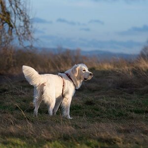 abendsonnenhund