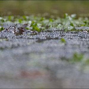 Frosch3 PZ17033