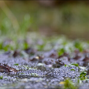 Frosch3 PZ17034