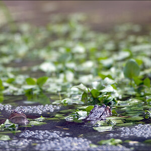 Frosch3DSC 0004