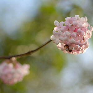 371024frühling