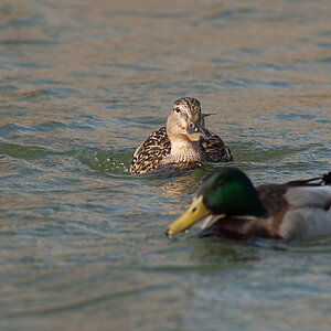 Crop aus D70s und 300mm f4 AF