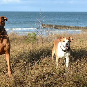 comp DSC 9055 16 2 14