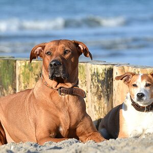 DSC 9092 16 2 14 Hunde die warten