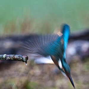 eisvogel 05