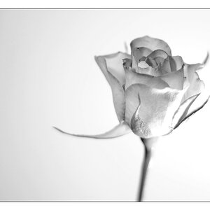 Rose high-key