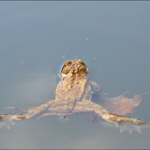 Frosch4 PZ17047