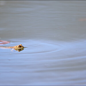 Frosch4 PZ17054