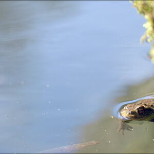 Frosch4 PZ17067