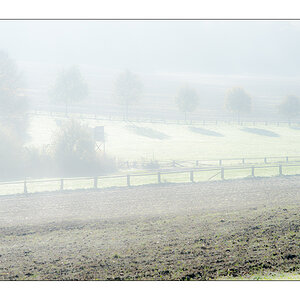 nebel