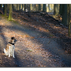 im restlicht2