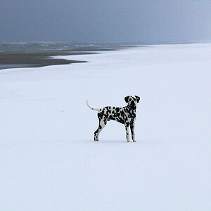 Ganz alleine im Schnee
