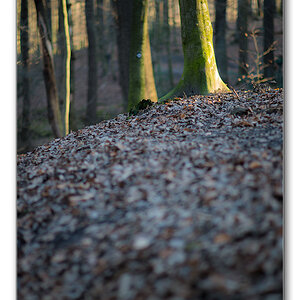 abendlicht