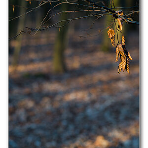 abendlicht3