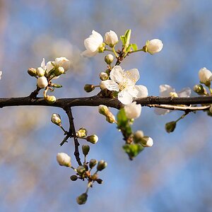 6101863 Erste Frühlingsblüten