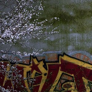 2014 03 16 Blüten und Graffiti