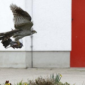 D710905