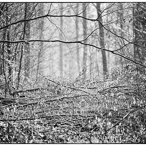Wald PZ16132