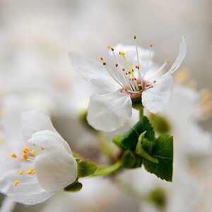 Zarte Blüten