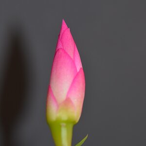 Schlumbergera