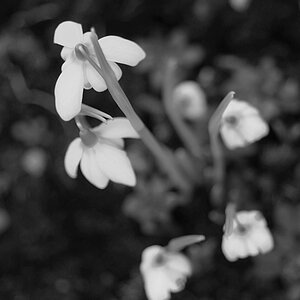 951024blumen