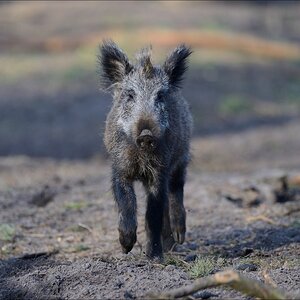 aacomp wildgehegerissen 20140307 0403