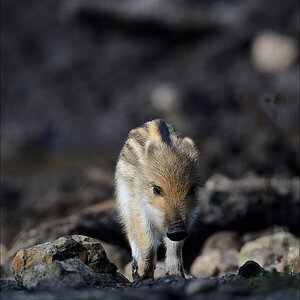 aacomp wildgehegerissen 20140307 1125
