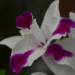 Orchideenhaus EGA Erfurt