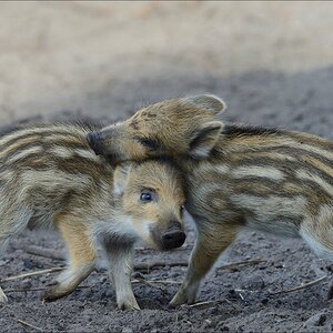 aacomp wildgehegerissen 20140307 1383