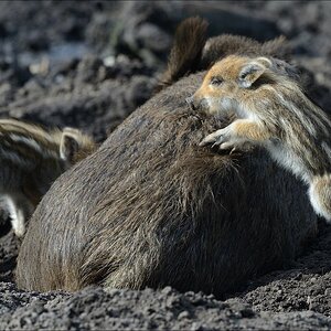 aacomp wildgehegerissen 20140307 1627