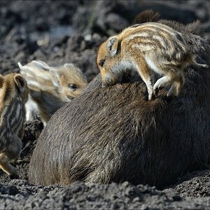 aacomp wildgehegerissen 20140307 1631