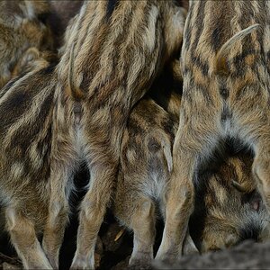 aacomp wildgehegerissen 20140307 1751
