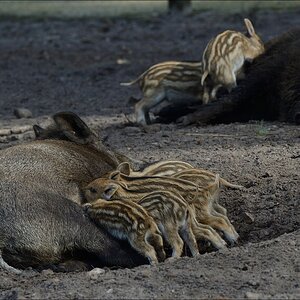 aacomp wildgehegerissen 20140307 1774