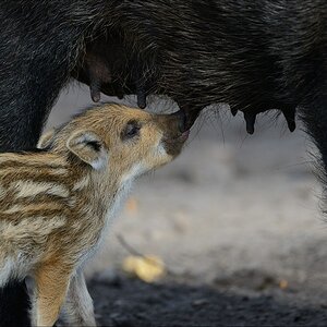 aacomp wildgehegerissen 20140307 1838