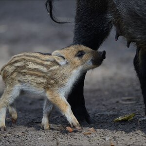 aacomp wildgehegerissen 20140307 1841