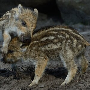aacomp wildgehegerissen 20140307 1874