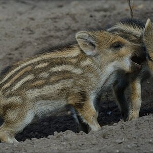 aacomp wildgehegerissen 20140307 1897
