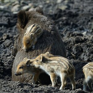 aacomp wildgehegerissen 20140307 1692 01