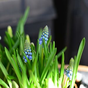 Frühling 01