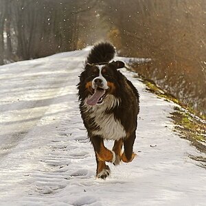 Amadeus im Schnee 002