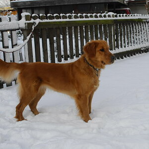 Luna im Schnee 003