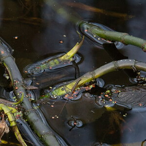 2014 01 08 Steinhuder Meer  (39 a von 223)