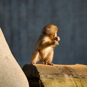 20070203 160603 Bild