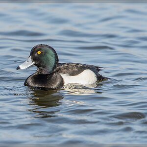 20140308 2787 [NIKON D4] 850 mm,1 1600 Sek. bei ƒ   7,1