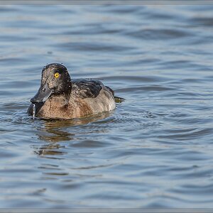 20140308 2788 [NIKON D4] 850 mm,1 1600 Sek. bei ƒ   7,1