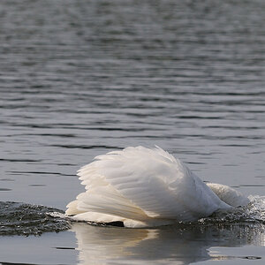 Kastenweiher Schwan03