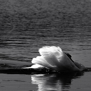 Kastenweiher Schwan04